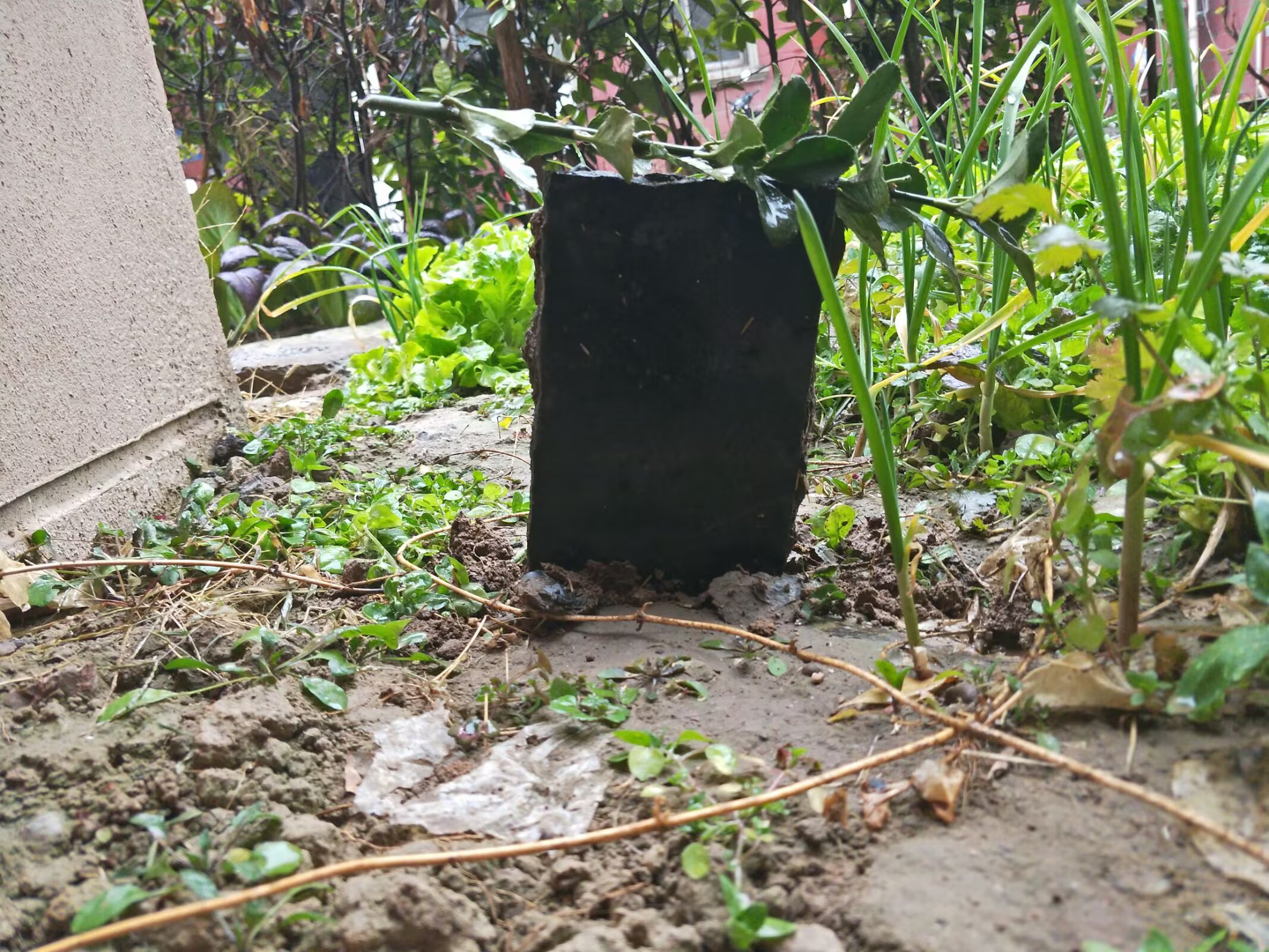 摄于2025.1.26，正值冬雪。碑上刻着：R.I.P 啾啾 2020.7-2025.1.14